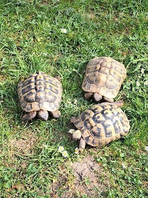 Griechische Landschildkröten Thb Gruppe 1:2