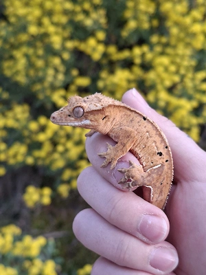 Correlophus ciliatus Kronengecko 0.0.1 Pet only 