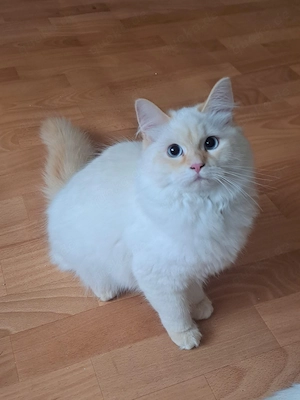 Neva masquarade Junge männlich creme sibirische mit Stammbaum Bild 2