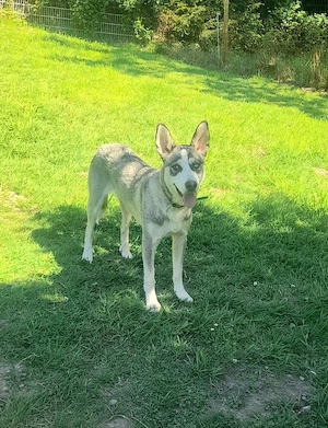 Huskymischlingsrüde Joshi sucht schönes Zuhause