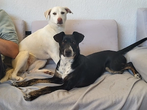 Wo ist mein Zuhause für immer? Kannst du es mir geben?