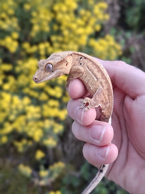 Correlophus ciliatus Kronengecko 0.0.1 Pet only 