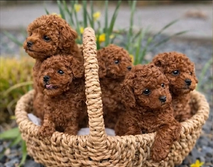 Toypudel Welpen