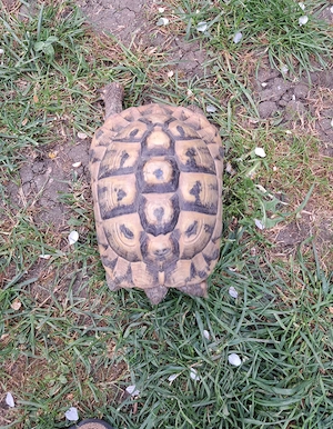 Griechische Landschildkröte THB (weiblich)
