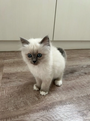 Heilige Birma Kitten