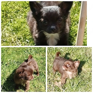 langhaar chihuahua Hündin 