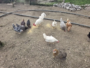 Bruteier Legehühner Grünleger Maran Araucana 