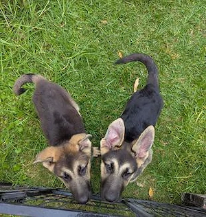 Zuckersüße Schäferhund-Welpen suchen ein liebevolles Zuhause   