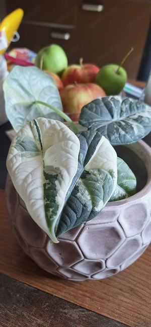 Alocasia Maharani albo variegata Rhizom 