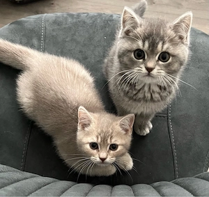 BKH Kitten 