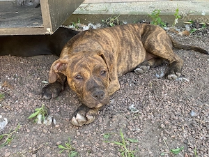 Old Englisch Bulldog Mix Welpen 