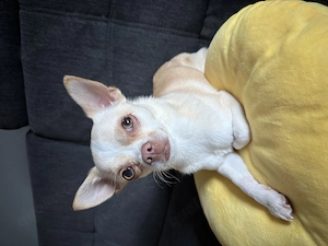 Chihuahua rüde kurzhaarig mit Papiere 