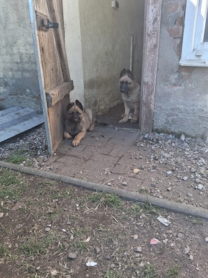 Deutsch Belgische Schäferhund welpen  mit graden Rücken 