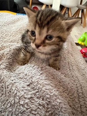 Maine Coon mix Kitten 