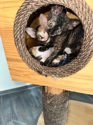 don sphynxkitten