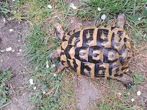 Griechische Landschildkröte Thb (weiblich)
