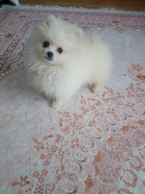  pomeranian gechipt geimpft entwurmt sehr verspielt 4 Monate alt