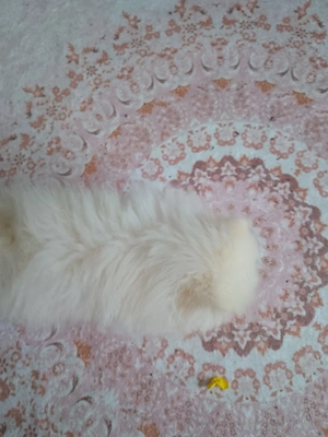  pomeranian gechipt geimpft entwurmt sehr verspielt 4 Monate alt