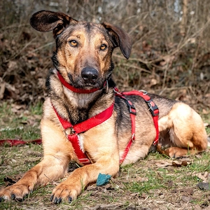 Aris - 3 Jahre - Mix - Tierhilfe Franken e.V.
