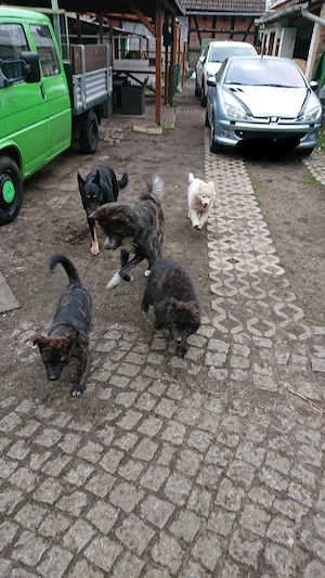 Akita Schäferhund Mix Welpen 