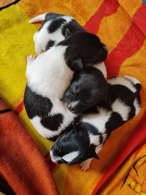 3 Jack Russel Welpen suchen ab Juli ein liebevolles Zuhause