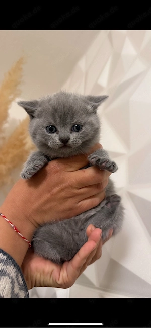 Britisch Kurzhaar Katzenbabys