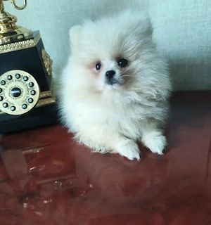 Pomerania Zwergspitz, Weiß,Weibchen