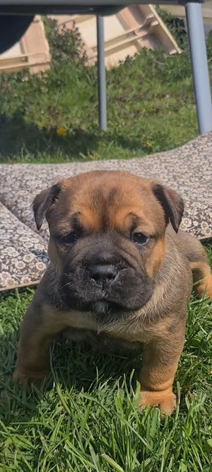 Continental Bulldog Old english Bulldog Welpen 