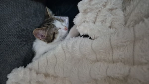 Babykatze sucht liebevolles Zuhause