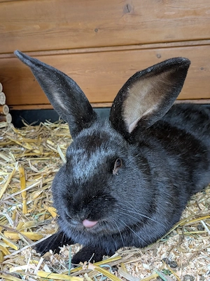 großes schwarzes Kaninchen 