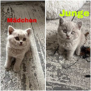 BKH Britisch Kurzhaar Kitten 