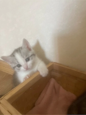 wunderschöne kitten ab der 12. Lebenswoche abzugeben 
