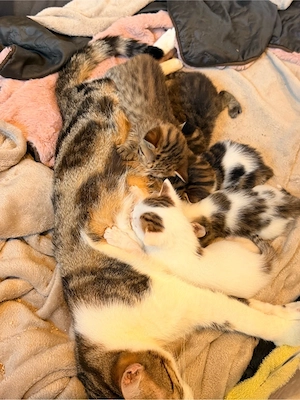 5 kitten abzugeben 