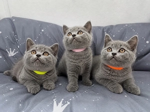 reinrassige BKH Kitten