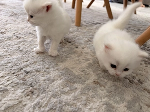 Kitten Kater sucht Zuhause 