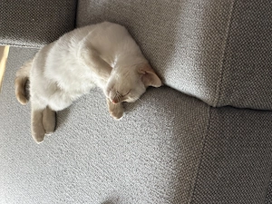 Kleiner weiser Kater sucht dringend 
