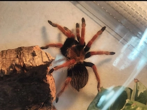 Brachypelma Boehmei Adult 0.1