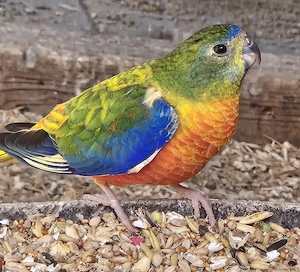 Schönsittich pärchen 