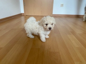 Am 24.03.2026 wurden Bichon-Welpen geboren.