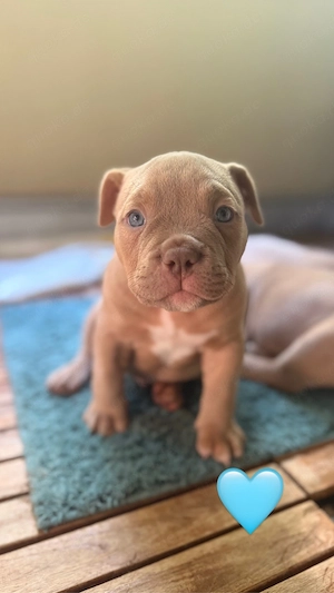 American Bully Pocket 