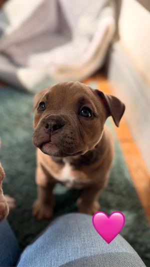 American Bully pocket Abkc