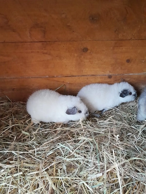 Zutrauliche Meerschweinchen unterschiedlichen Alters... Bild 4