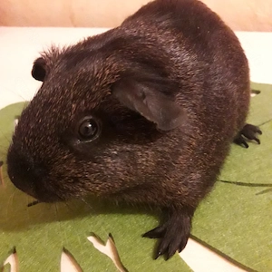 Zutrauliche Meerschweinchen unterschiedlichen Alters... Bild 5