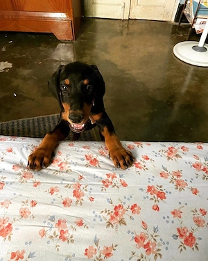 Dobermannwelpen zur Adoption (WhatsApp). 017668441254 