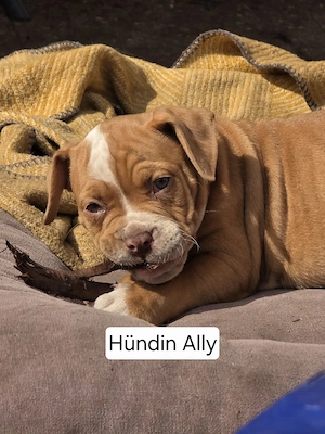 Old Englische bulldogge 