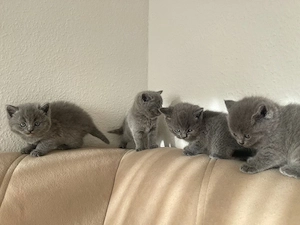 zuckersüße BKH kitten in liebe volle hände abzugeben Bild 3