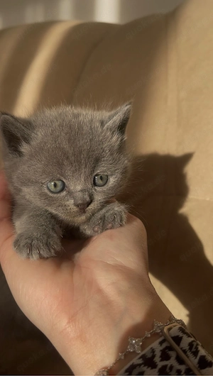 zuckersüße BKH kitten in liebe volle hände abzugeben