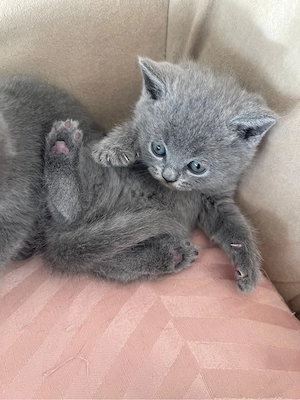 zuckersüße BKH kitten in liebe volle hände abzugeben Bild 5
