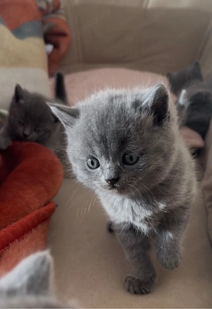 zuckersüße BKH kitten in liebe volle hände abzugeben Bild 4