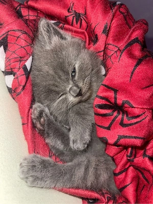 zuckersüße BKH kitten in liebe volle hände abzugeben Bild 6